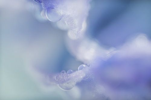 Abstract: Druppels aan een bloem