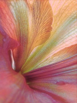 Hybiscus - Bloem van Claudia Gründler