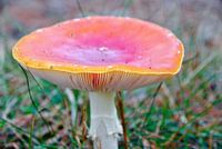 Paddenstoel in het bos 2