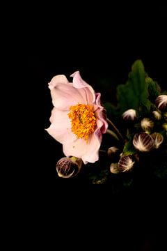 Low key roze bloem van Rosenthal fotografie