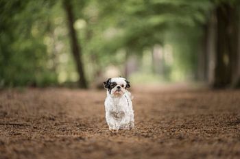Shih tzu hond / in het bos / herfst