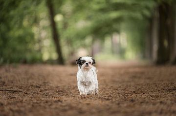 Shih tzu Hund / im Wald / Herbst von Elisabeth Vandepapeliere