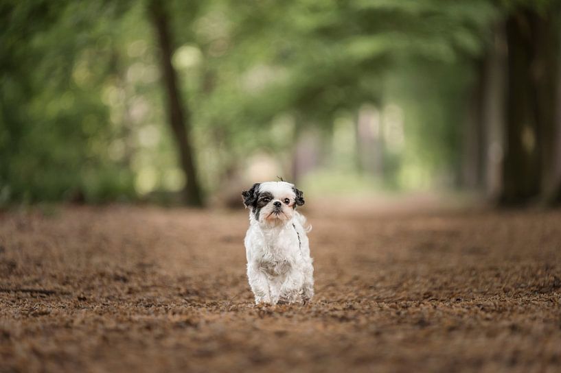 Chien shih tzu / dans la forêt / automne par Elisabeth Vandepapeliere
