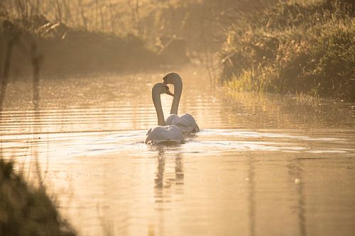 Les cygnes à l'aube