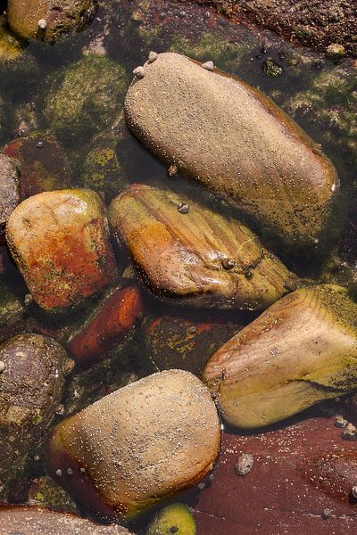 tidal pool V by Ralph Jongejan