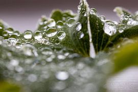 Tautropfen auf dem Blatt durch eine Lupe betrachtet von Hans de Waay