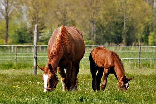 Grazende paarden in de wei