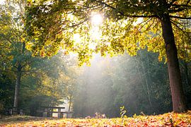 A sunny autumn morning by Maureen Materman