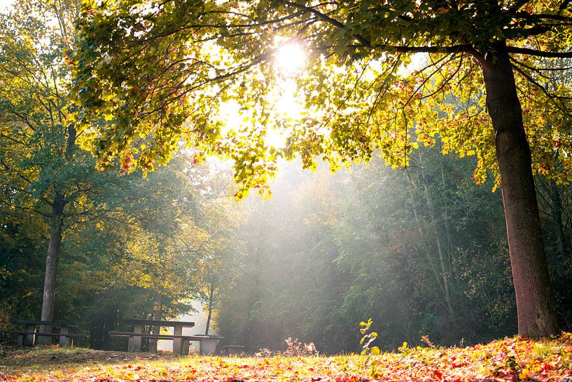 Un matin d'automne ensoleillé par Maureen Materman