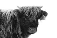 Schottischer Highlander