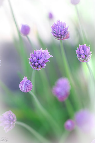 Petites fleurs d'allium violettes sur un fond clair