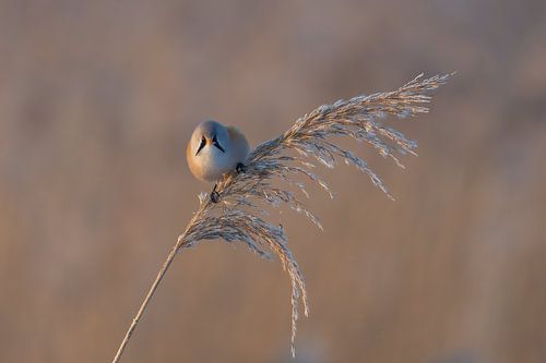 Bearded Reedling in winter morning sunshine