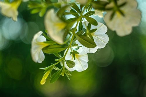 Tere bloemetjes