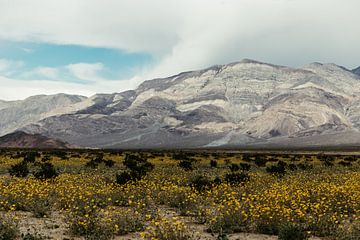 Death Valley National park in Spring by Get Framed Photography