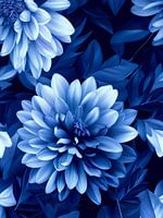 Delfts blauwe Chrysanten