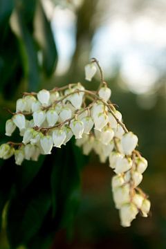 Witte voorjaarsbloemen in het park | fine art bloemenkunst van Karijn | Fine art Natuur en Reis Fotografie