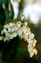 Witte voorjaarsbloemen in het park | fine art bloemenkunst van Karijn | Fine art Natuur en Reis Fotografie thumbnail