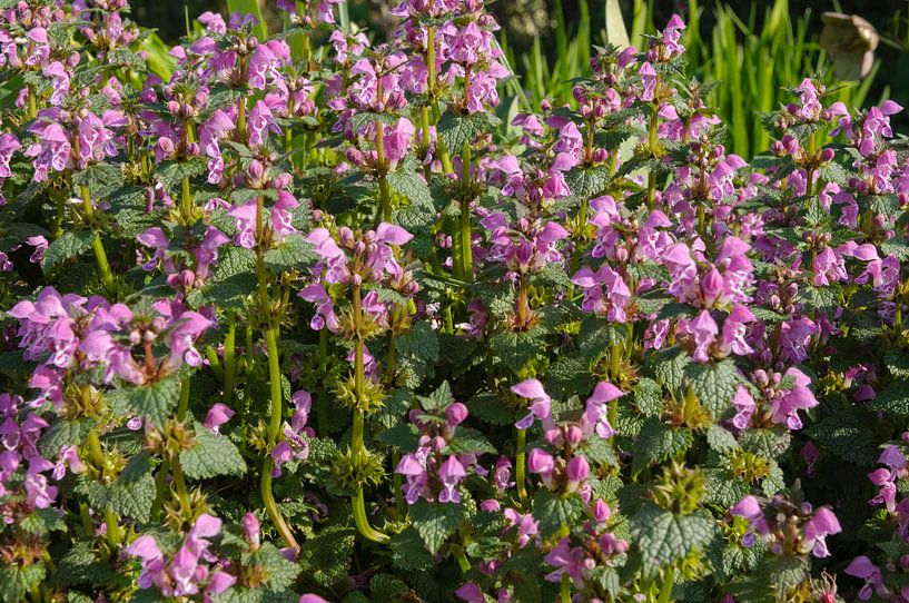 Getüpfelte Taubnessel, Lamium maculatum von Martin Stevens