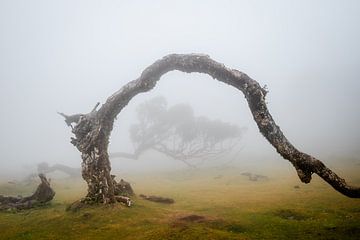Arch in the fog by Erwin Pilon