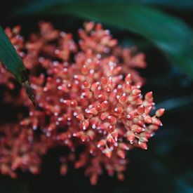 Eine ganz besondere Blume von Anke Kaal