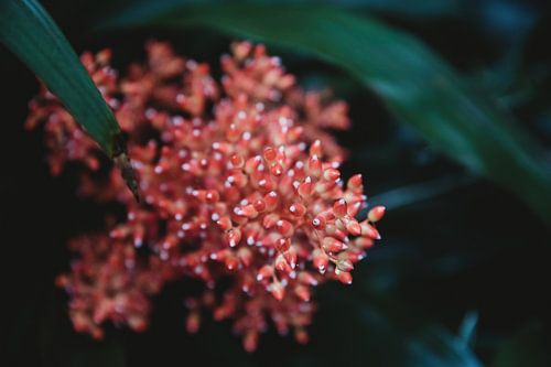 A very special flower