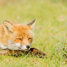 schlafender Fuchs von Ans Bastiaanssen