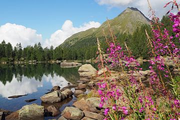 The Engadin mountains offer a harmonious blend of alpine expanses, crystal-clear lakes and gentle larch forests. The landscape is flooded with light, peaceful and majestic at the same time - a natural paradise in the heart of Switzerland. by Miriam Schwarzfischer Fotografie