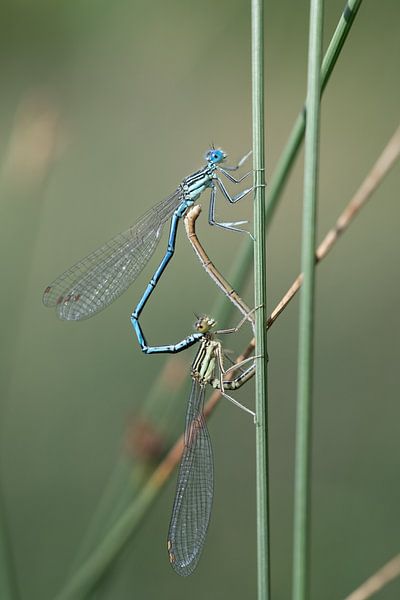 Two dragonflies on a stem by Ulrike Leone
