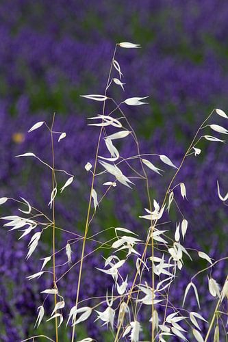 Lavendel