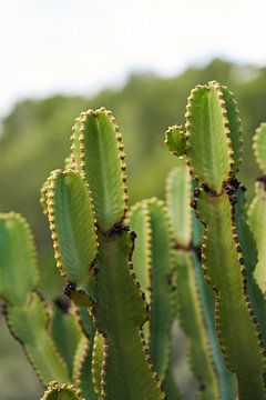 Ibiza Cactus van Linda Hastrich