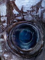 The eye