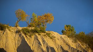 Arbres et buissons sur une grande dune de sable