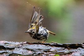 Bathing goldcrest by Michelle Peeters
