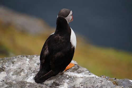 Papegaaiduikers op het eiland Skellig Michael in Ierland