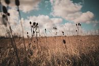Zomerbriesje van thePhilograph thumbnail