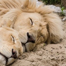 Lions endormis sur Victor van Dijk