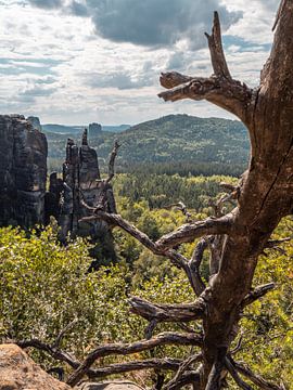 Häntzschelstiege, Suisse saxonne - Tronc d'arbre et aiguille de Brosin sur Pixelwerk