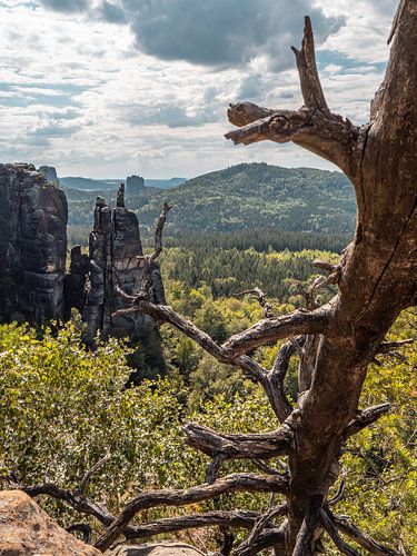 Häntzschelstiege, Saksisch Zwitserland - Boomstam en brokaatnaald