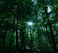 Het groene woud