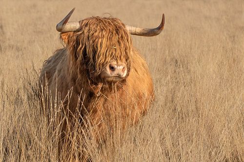 schotse hooglander, stier, rund runderen, horens, stoer