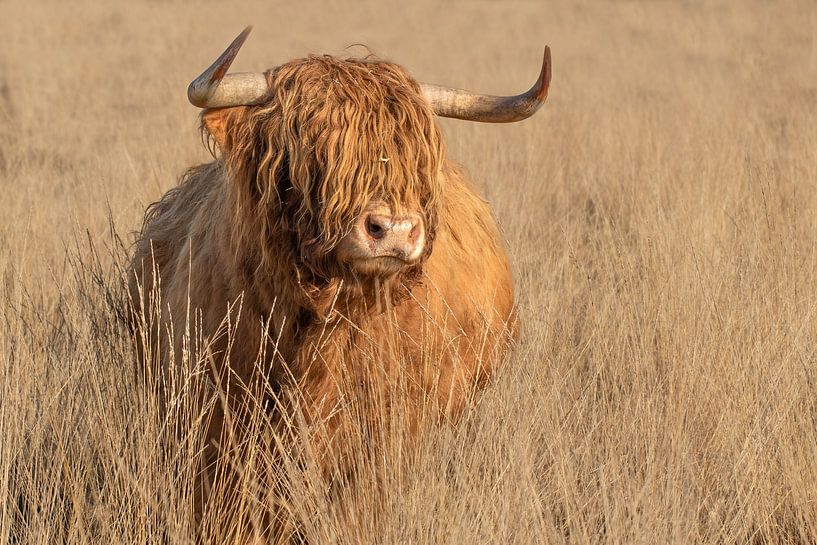Highlander écossais, taureau, bovin, cornes, dur par M. B. fotografie