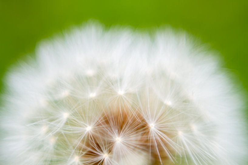 Fluffy flower by QEIMOY