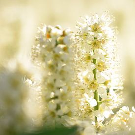 Bloeiende Prunus laurier 'Otto Luyken' van Aafke's Art