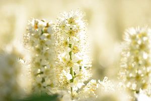 Bloeiende Prunus laurier 'Otto Luyken' von Aafke's Art