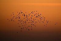 Zwerm Zwaluwen bij Zonsondergang