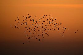 Schwarm von Schwalben bei Sonnenuntergang