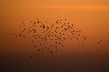 Zwerm Zwaluwen bij Zonsondergang van Thomas Thiemann