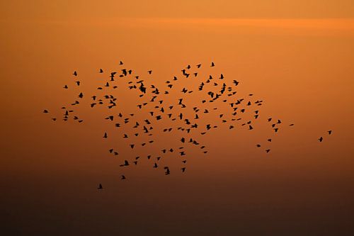 Schwarm von Schwalben bei Sonnenuntergang