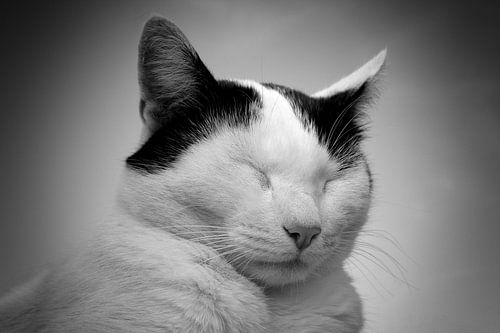 Zwart witte poes