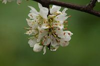 Blossom